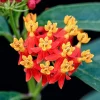 2 Tropical Red Milkweed Live Plants 4-7 Inches Tall - Outdoor Perennial - Image 1
