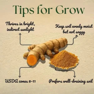 2 Turmeric Live Plants 4-8 Inches - Curcuma, Indoor/Outdoor Herb - Image 4