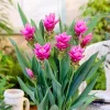 2 Turmeric Live Plants 4-8 Inches - Curcuma, Indoor/Outdoor Herb - Image 1