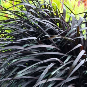 2 White Fountain Grass Plants Live, 5-9 Inch Tall Ornamental Perennial Grass for Landscaping - Image 2