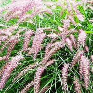 2 White Fountain Grass Plants Live, 5-9 Inch Tall Ornamental Perennial Grass for Landscaping - Image 3