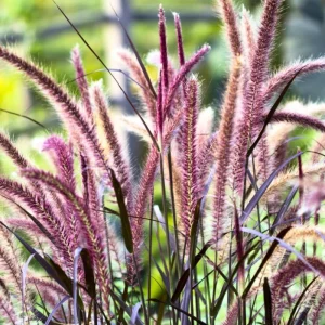 2 White Fountain Grass Plants Live, 5-9 Inch Tall Ornamental Perennial Grass for Landscaping - Image 4