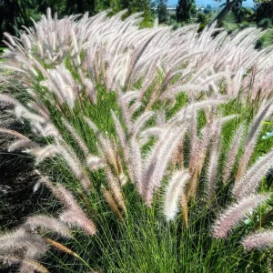 2 White Fountain Grass Plants Live, 5-9 Inch Tall Ornamental Perennial Grass for Landscaping - Image 1