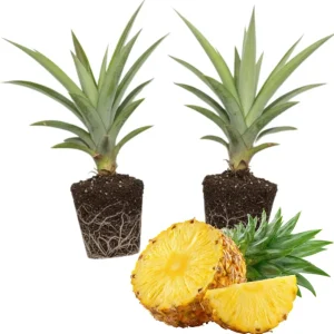 2 White Jade Pineapple Live Plants - Sweet Pineapple Starters for Home Garden & Containers, 5-7 inch tall - Image 2