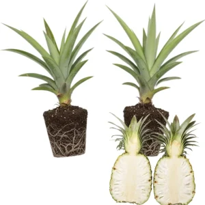 2 White Jade Pineapple Live Plants - Sweet Pineapple Starters for Home Garden & Containers, 5-7 inch tall - Image 3
