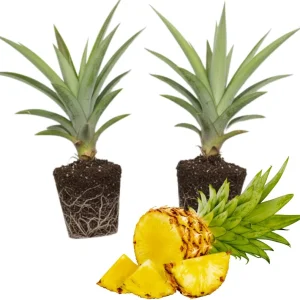2 White Jade Pineapple Live Plants - Sweet Pineapple Starters for Home Garden & Containers, 5-7 inch tall - Image 1