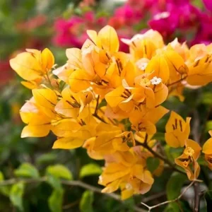 2 Yellow Bougainvillea Live Plants, Trailing Flowering Vine, 4-7 Inches Tall, Outdoor - Image 6