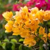 2 Yellow Bougainvillea Live Plants, Trailing Flowering Vine, 4-7 Inches Tall, Outdoor - Image 1