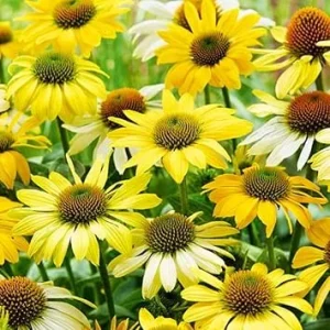 2 Yellow Coneflower Live Plants - Echinacea Perennial, 2-4 Inch Tall - Image 4