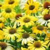 2 Yellow Coneflower Live Plants - Echinacea Perennial, 2-4 Inch Tall - Image 5
