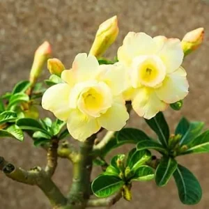 2 Yellow Desert Rose Live Plant Seedlings - Adenium Obesum, 4-6 Inches Tall, Outdoor - Image 3