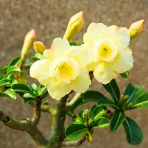 2 Yellow Desert Rose Live Plant Seedlings - Adenium Obesum, 4-6 Inches Tall, Outdoor - Image 4