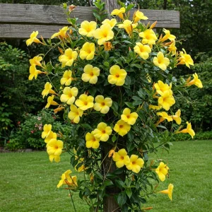 2 Yellow Mandevilla Live Plant Vines, 5-8 Inch Tall, Perennial Flowers, Indoor/Outdoor - Image 2