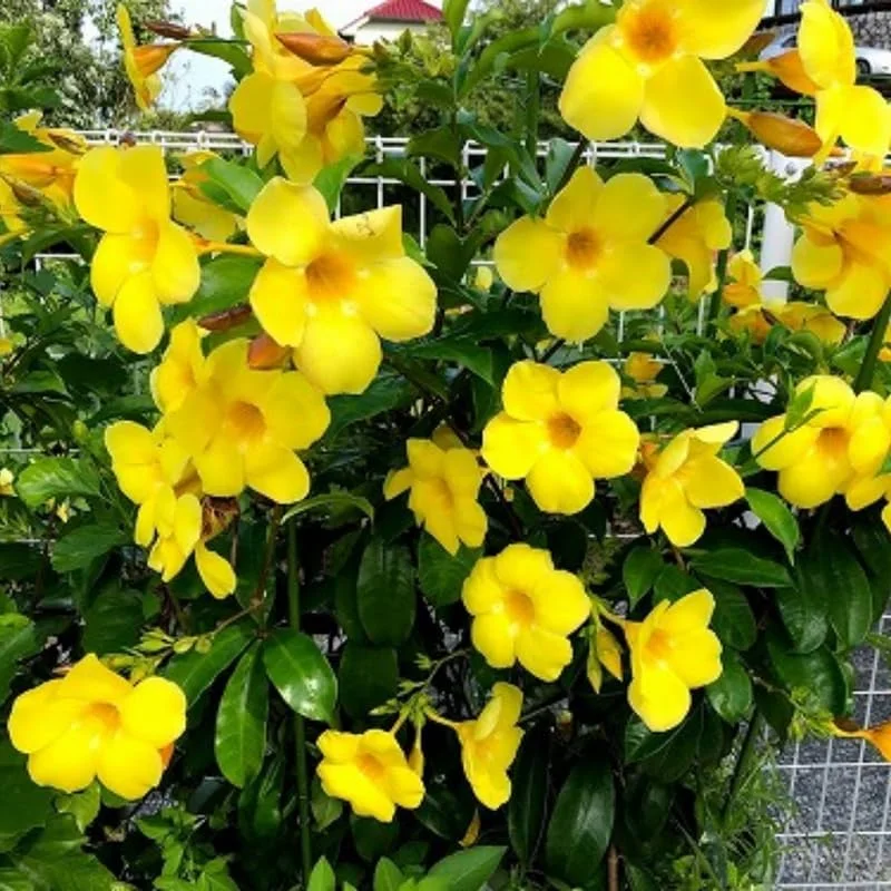 2 Yellow Mandevilla Live Plants – Flowering Vine – 8-10 ft Tall – Patio & Garden - Image 2