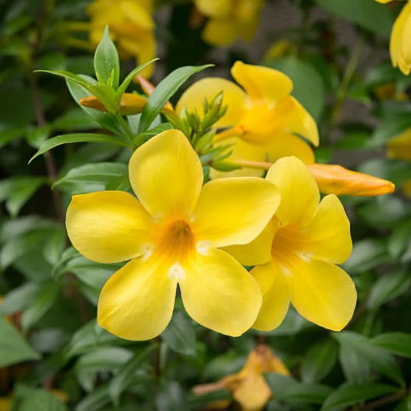 2 Yellow Mandevilla Live Plants – Flowering Vine – 8-10 ft Tall – Patio & Garden - Image 3