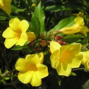 2 Yellow Mandevilla Live Plants – Flowering Vine – 8-10 ft Tall – Patio & Garden - Image 4