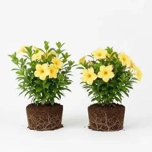 2 Yellow Mandevilla Live Plants – Flowering Vine for Garden Patio, 8-10 ft Tall - Image 3
