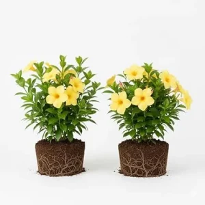 2 Yellow Mandevilla Live Plants – Flowering Vine for Garden Patio, 8-10 ft Tall - Image 5
