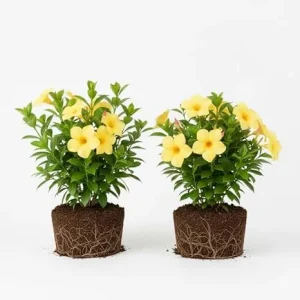 2 Yellow Mandevilla Live Plants – Flowering Vine for Garden Patio, 8-10 ft Tall - Image 6