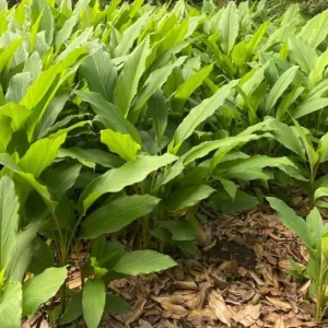 2 Yellow Turmeric Live Plants, 4-8