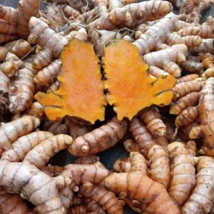 2 Yellow Turmeric Live Plants, 4-8