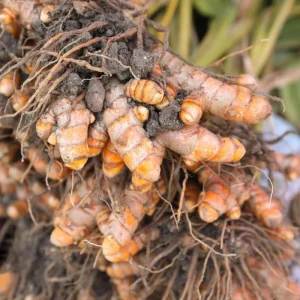 2 Yellow Turmeric Live Plants, 4-8