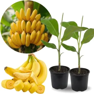 2 Zebrina Banana Trees Live Plants - 4-9 Inch Tall, Cold Hardy, Easy to Grow - Image 2