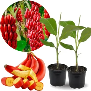 2 Zebrina Banana Trees Live Plants - 4-9 Inch Tall, Cold Hardy, Easy to Grow - Image 3