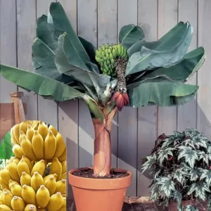 2 Zebrina Banana Trees Live Plants - 4-9 Inch Tall, Cold Hardy, Easy to Grow - Image 4