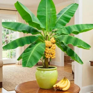 2 Zebrina Banana Trees Live Plants - 4-9 Inch Tall, Cold Hardy, Easy to Grow - Image 8
