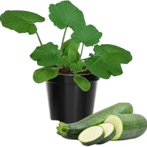2 Zucchini Plants Live Seedlings, 4 Inches Pot, Live Squash Plants from 3 to 6 Inches Tall - Image 3