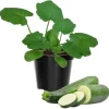 2 Zucchini Plants Live Seedlings, 4 Inches Pot, Live Squash Plants from 3 to 6 Inches Tall - Image 1