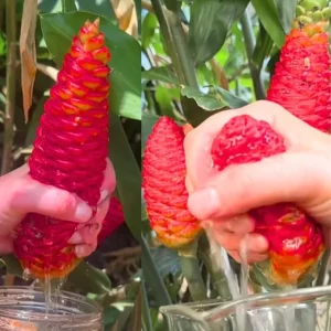 20 Awapuhi Shampoo Ginger Live Plants - Zingiber Zerumbet Roots Outdoor Zones 8-11 - Image 3