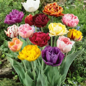 20 Double Peony Tulip Bulbs Mixed - Perennial Flowers for Garden - Image 3