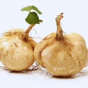 20 Jicama Seeds for Planting Outdoor - Vegetable Seeds - Image 6