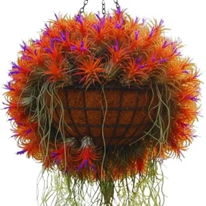 20 Live Air Plants Tillandsia – Houseplants for Indoor & Outdoor, 2-3 Inch Long - Image 5