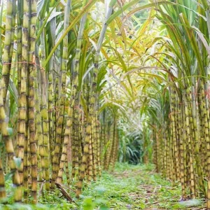 20 Mixed Sugarcane Plant Cuttings – Saccharum Officinarum – Unrooted – 12-24