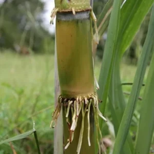 20 Mixed Sugarcane Plant Cuttings – Saccharum Officinarum – Unrooted – 12-24