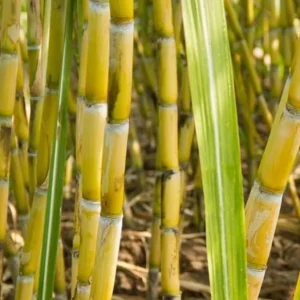 20 Mixed Sugarcane Plant Cuttings – Saccharum Officinarum – Unrooted – 12-24