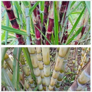 20 Mixed Sugarcane Plant Cuttings – Saccharum Officinarum – Unrooted – 12-24