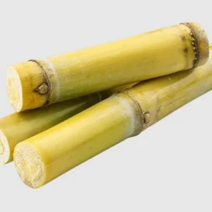 20 Mixed Sugarcane Plant Cuttings – Saccharum Officinarum – Unrooted – 12-24