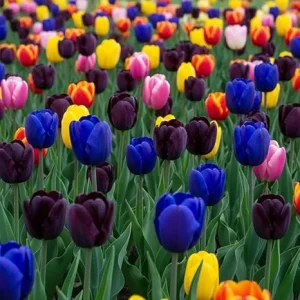 20 Mixed Tulip Flower Bulbs, 11/12 cm, Bulk Pack for Fall Planting, Spring Blooms - Image 7