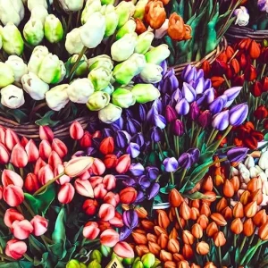 20 Mixed Tulip Flower Bulbs for Spring Planting - Colorful Blooms, USDA Zones 3-8 - Image 3