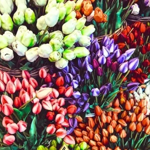 20 Mixed Tulip Flower Bulbs for Spring Planting - Colorful Blooms, USDA Zones 3-8 - Image 6