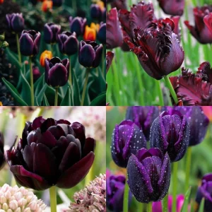 20 Tulip Bulbs for Fall Planting - Mix Rare Tulip, Perennial Flowers, Vibrant Spring Blooms, USDA Zones 3-8 - Image 2