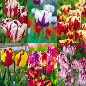20 Tulip Bulbs for Fall Planting - Mix Rare Tulip, Perennial Flowers, Vibrant Spring Blooms, USDA Zones 3-8 - Image 3