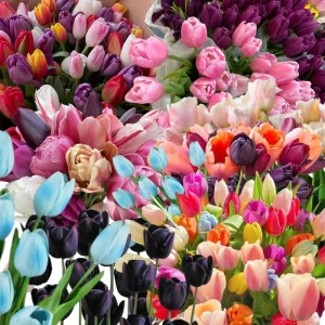 20 Tulip Bulbs for Fall Planting - Mix Rare Tulip, Perennial Flowers, Vibrant Spring Blooms, USDA Zones 3-8 - Image 5