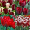 20 Tulip Bulbs for Fall Planting - Mix Rare Tulip, Perennial Flowers, Vibrant Spring Blooms, USDA Zones 3-8 - Image 1
