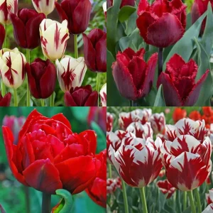 20 Tulip Bulbs for Fall Planting - Mix Rare Tulip, Perennial Flowers, Vibrant Spring Blooms, USDA Zones 3-8 - Image 1