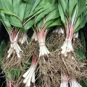 20 Wild Ramp Bulbs for Planting - Perennial Edible Allium - Image 2
